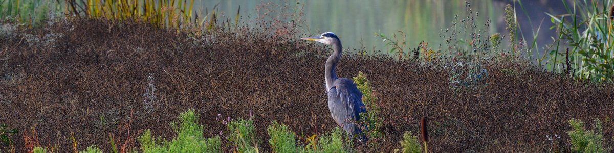 Biodiversity by Design: Latest Research and Strategies - 1.0 PDH (LA CES/HSW)